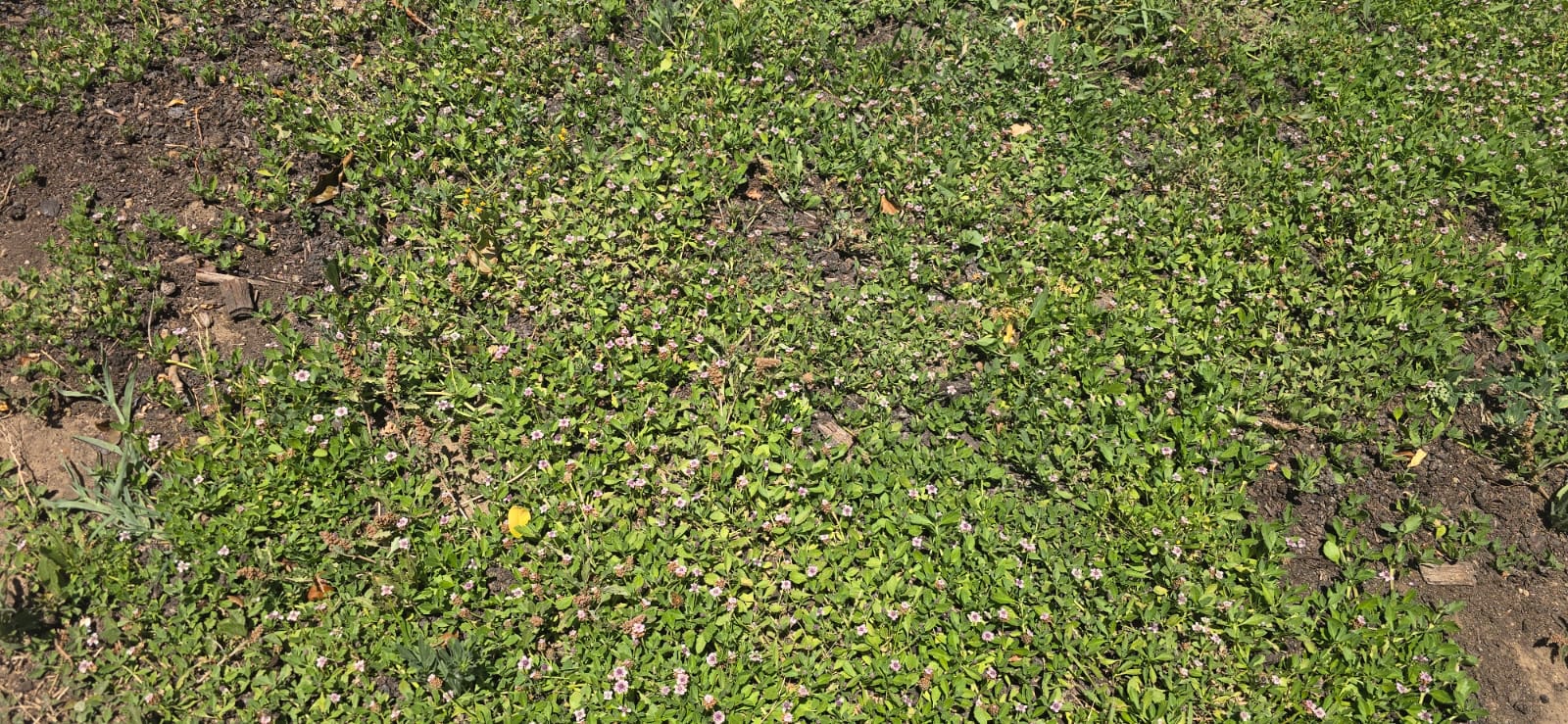 Proyecto Tiqui Tiqui en Casa